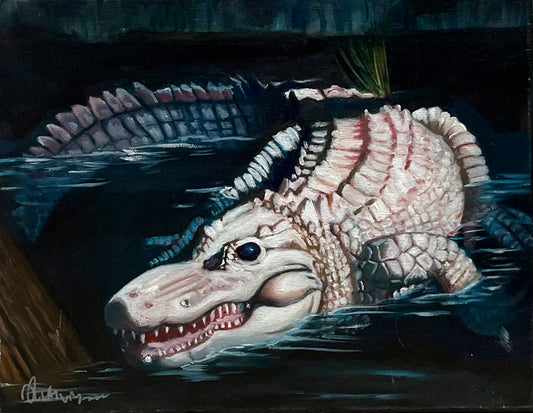 Albino Gator