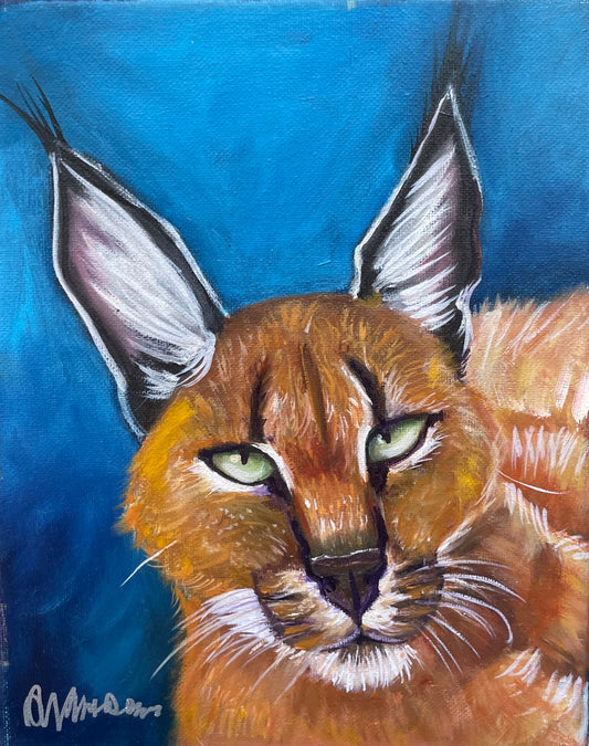 Caracal Cat