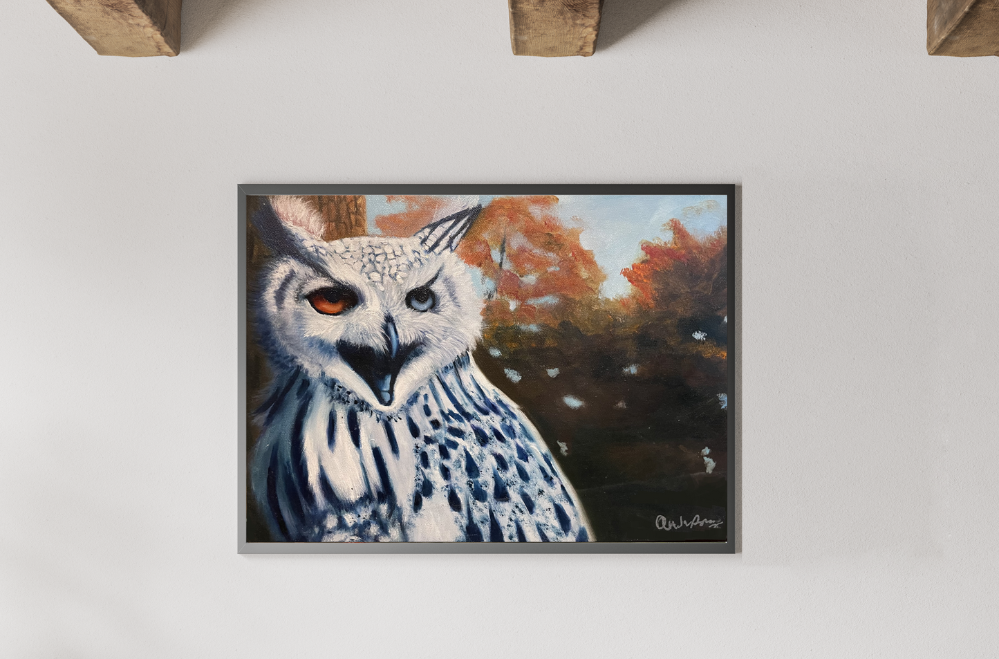 Barn Owl